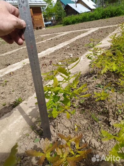 Саженцы клена Роял Рэд, север дуба (3года), желуди