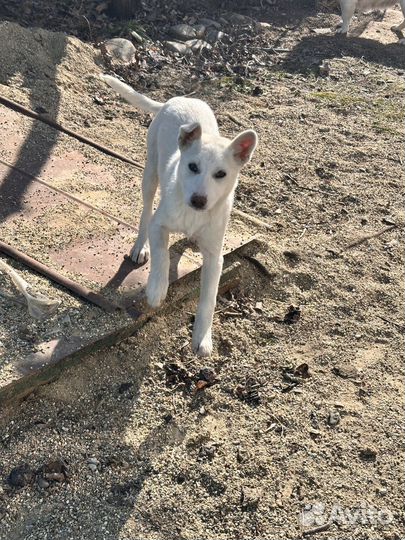 Щенок в добрые руки бесплатно