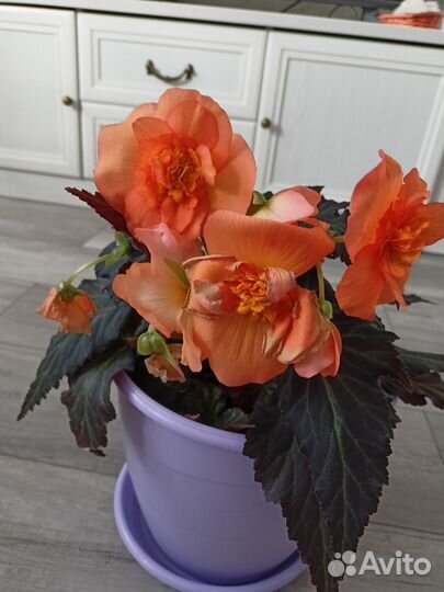 Продам цветок бегония с горшком