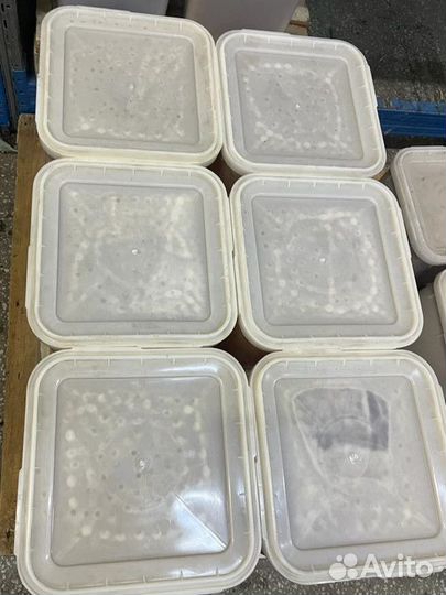 Мед донниковый свежий опт