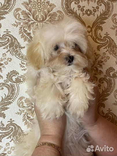 Мальтипу F1 девочка