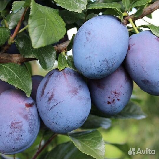 Плодовые деревья и саженцы