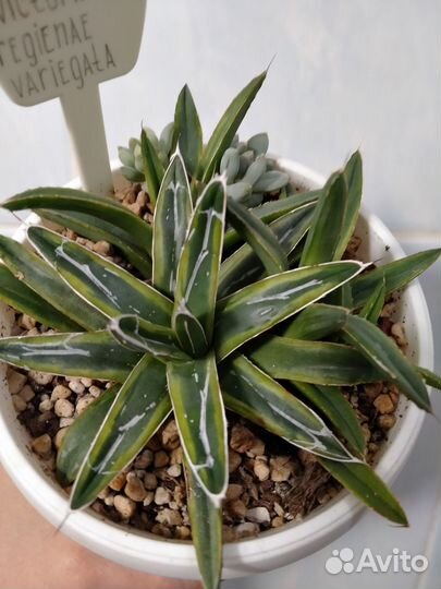 Агавы, гастерии- изменено 31.07