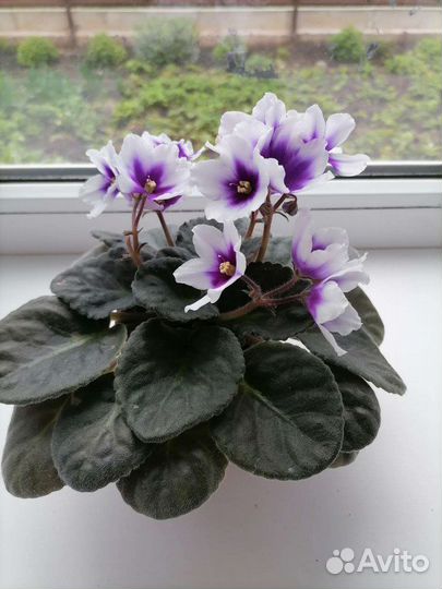 Черенки сортовых фиалок