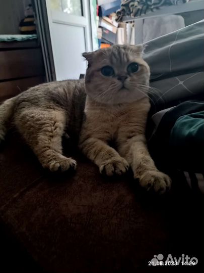 Кот золотая шиншилла