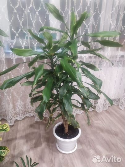 Комнатные растения