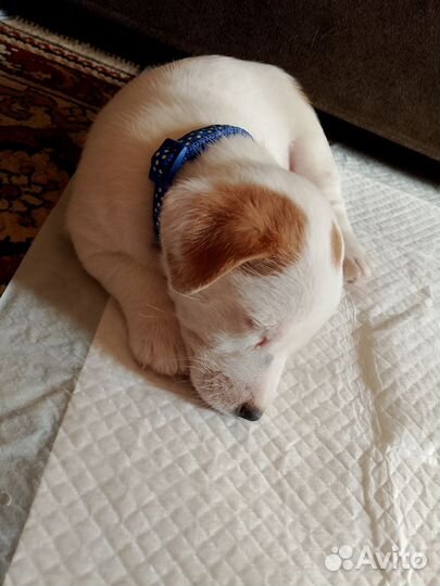 Джек рассел