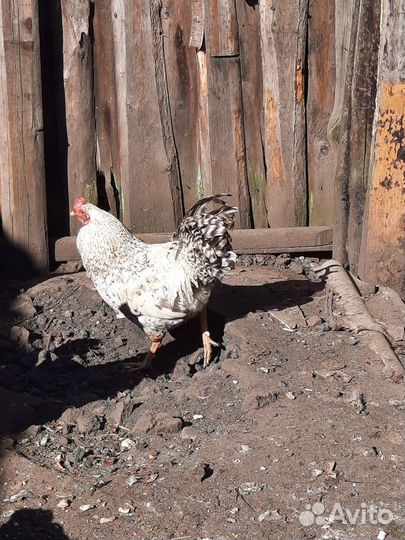 Молодые петухи