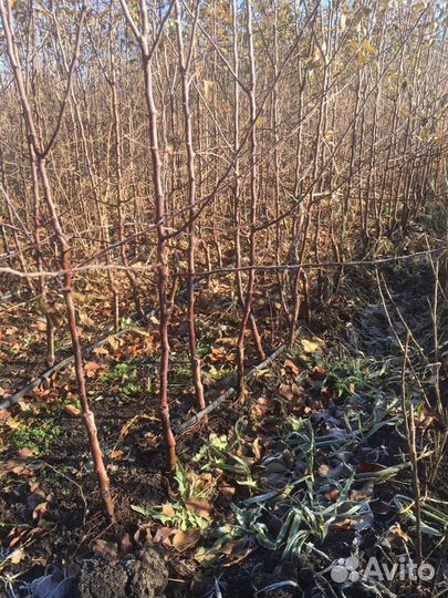 Саженцы яблони на карликовом и полукарликовом подв