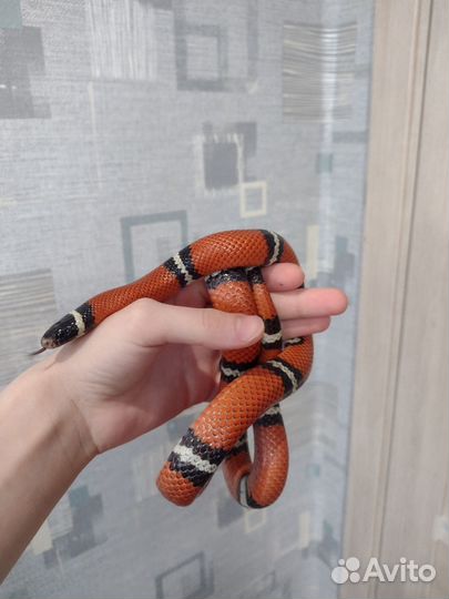 Аренда змеи для фотосессий, мироприятий