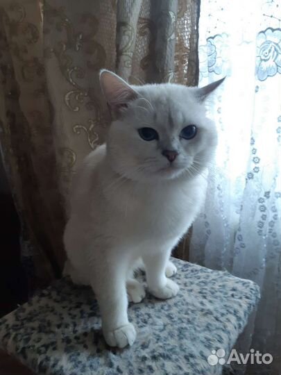 Британский кот