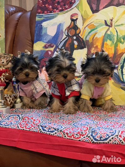 Йоркширский терьер