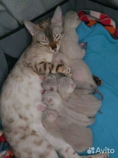 Бенгальские котята