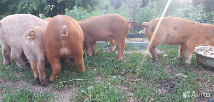 Поросенок ландрас-дюрок