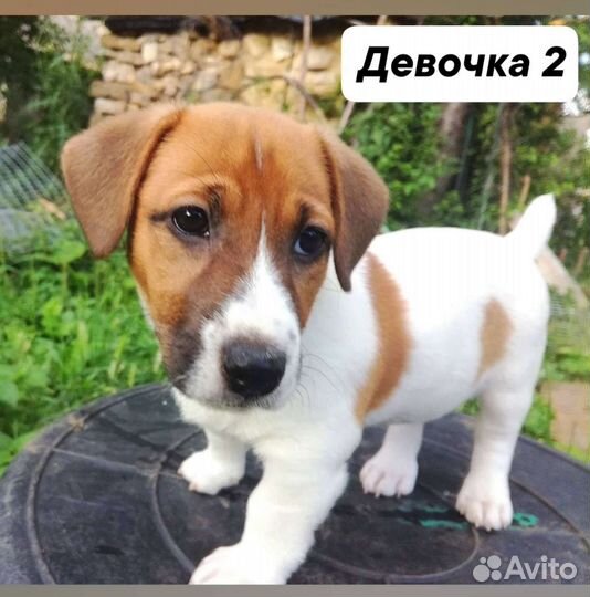 Щенки джек рассел терьер гладкошерстный