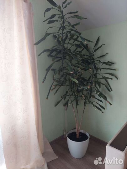 Пальма драцена