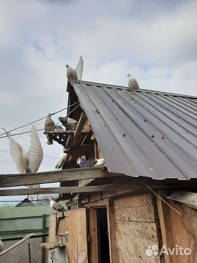 Голуби лётные