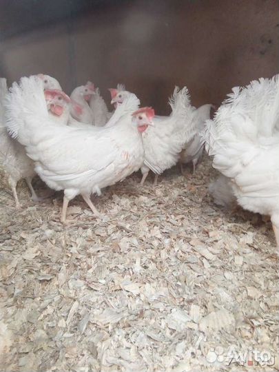 Куры молодки, несушки
