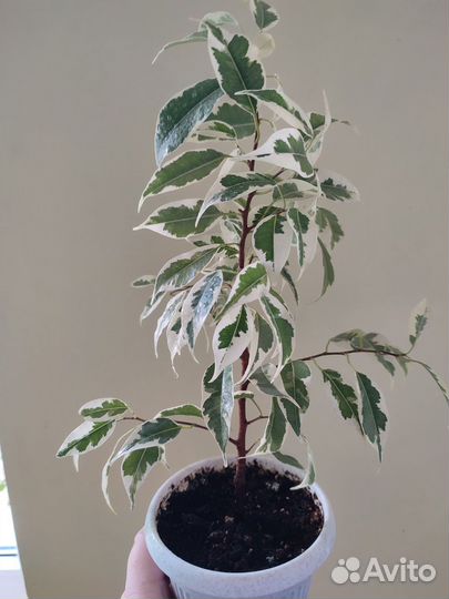 Фикус бенджамина Лакия, Голден Кинк