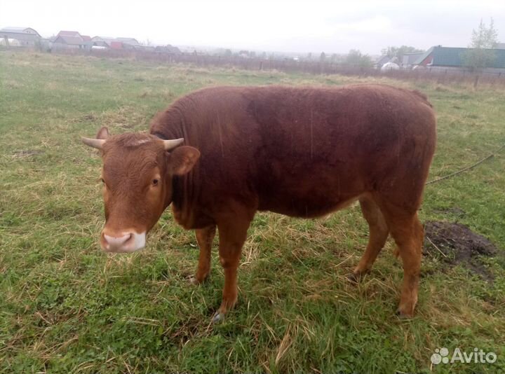 Корова тёлочка