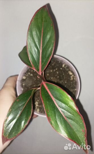 Аглаонема крит