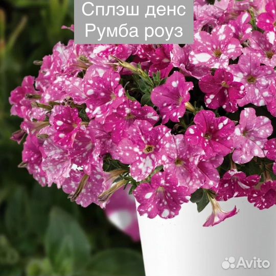 Петуния ампельная