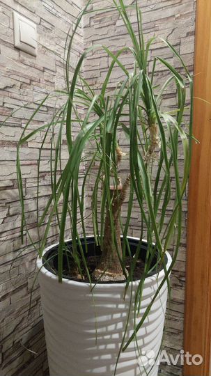 Бокарнея нолина