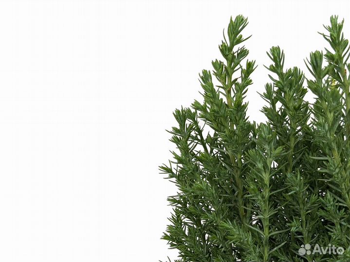 Кипарисовик Лавсона Элвуди 9/25