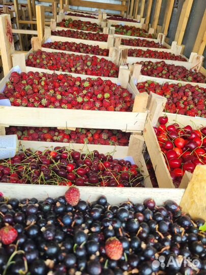 Клубника из Киргизии. Сбор на 23 октября