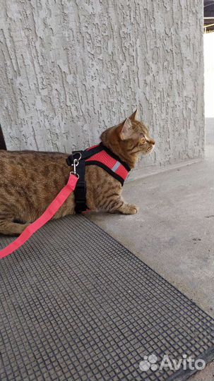 Британский котенок