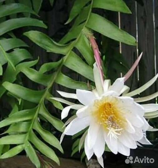 Эпифиллум Морниера