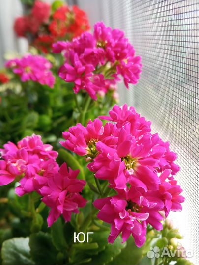 Каланхоэ - комнатные цветы