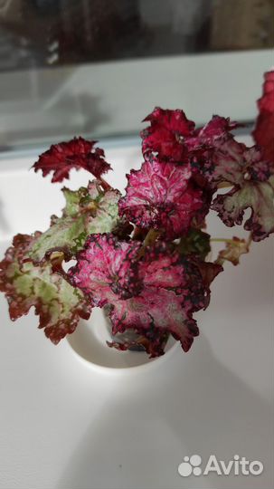 Бегония пестролистная Doller Down