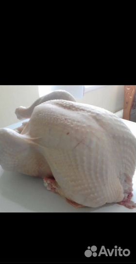 Мясо домашней индейки