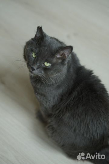 Томми очень ждёт своих людей (кот)