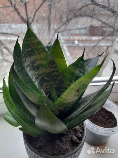 Сансевиерия