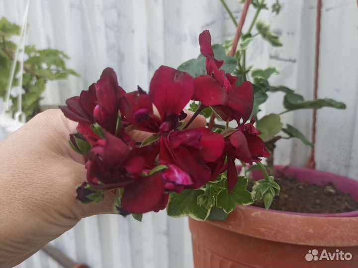 Гибискус оранж