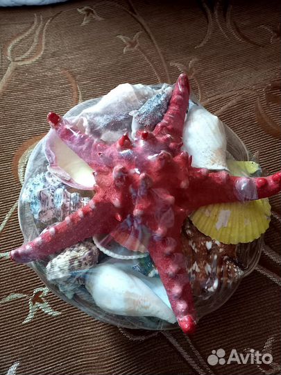 Ракушки (новый большой набор)