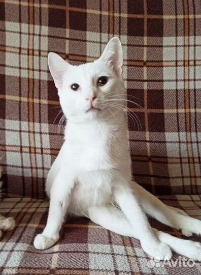 Котик инвалид Антошка