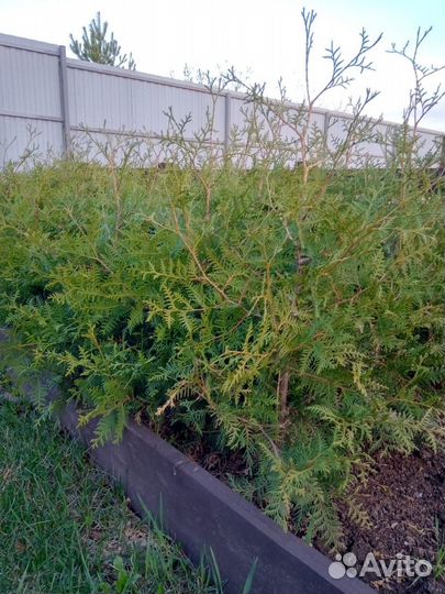 Туя западная