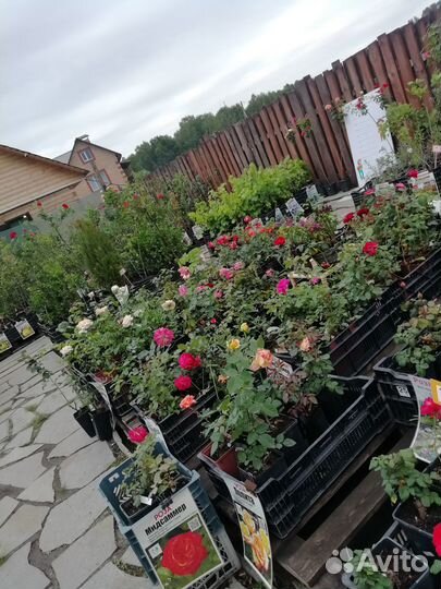 Саженцы на весну 2024