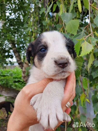 Маленькое Чудо, 1 месяц, в дар на счастье
