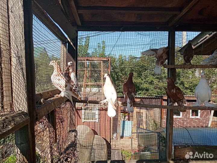 Продажа андижанских голубей