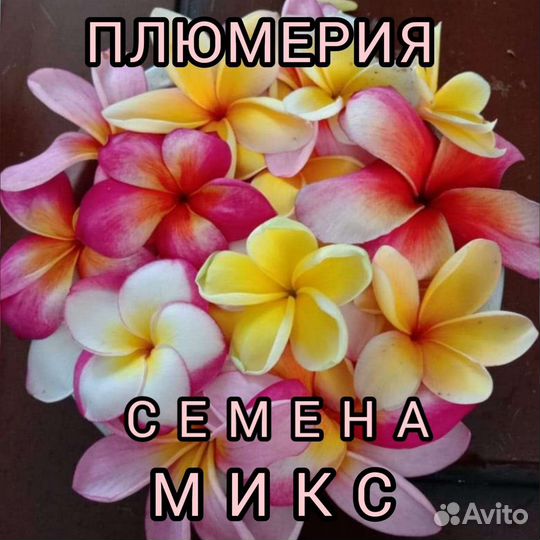 Семена плюмерии