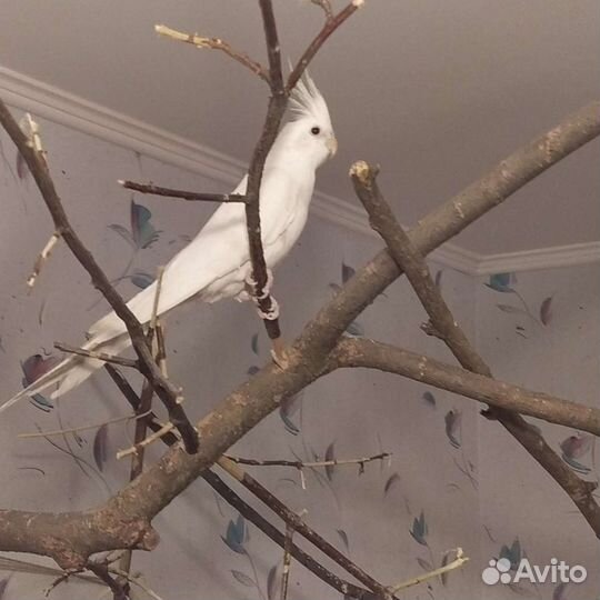 Передержка попугаев и других птиц