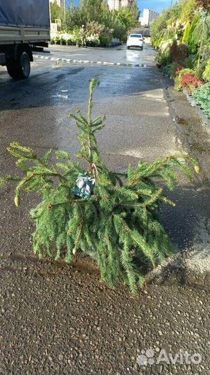 Ель обыкновенная Acrocona/С3 25-30 см