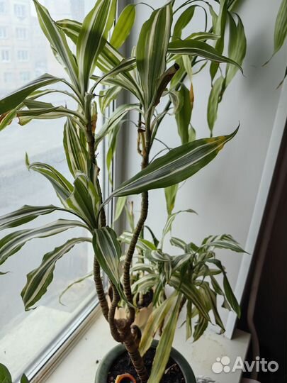 Продам цветы комнатные