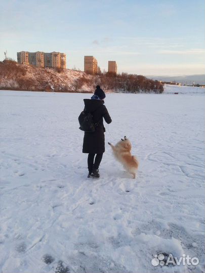 Передержка животных