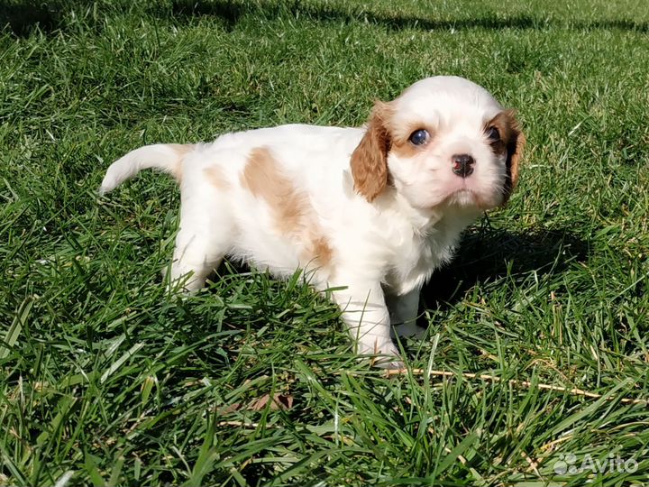 Девочка Кавалер Кинг Чарльз спаниель