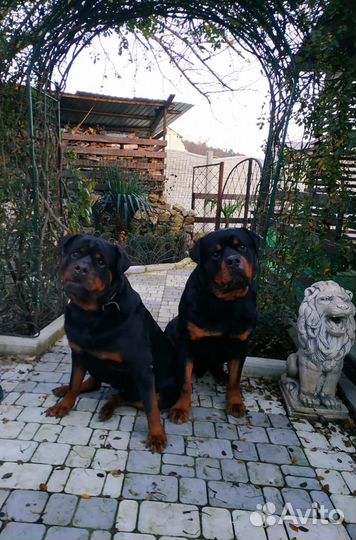 Щенки ротвейлера